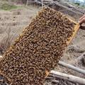 精确量可调控蜂毒采集器