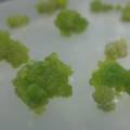 濒危物种太行菊的组培体系及组织细胞学特征