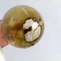 六月霜活性成分的分析及复合式饮料的研制