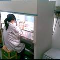 BRCA1作为肺癌放射治疗靶基因的研究