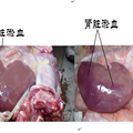 快速诊断副猪嗜血杆菌的PCR检测试剂盒的研究与应用
