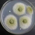 生物絮凝剂在再生造纸零排放技术中的应用研究
