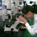 BRCA1作为肺癌放射治疗靶基因的研究