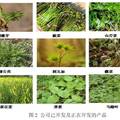 四平奥森农业技术有限公司商业计划书
