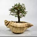 馨缘迷你植物有限责任公司创业计划书