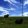圣地牦牛皮革综合开发有限公司筹建策划书