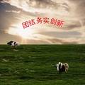 圣地牦牛皮革综合开发有限公司筹建策划书