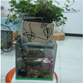 鱼恋花人工“生态系统”